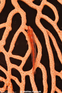 goby on the grid by Mathieu Foulquié 